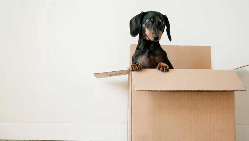 Moving house with pet dog on moving day