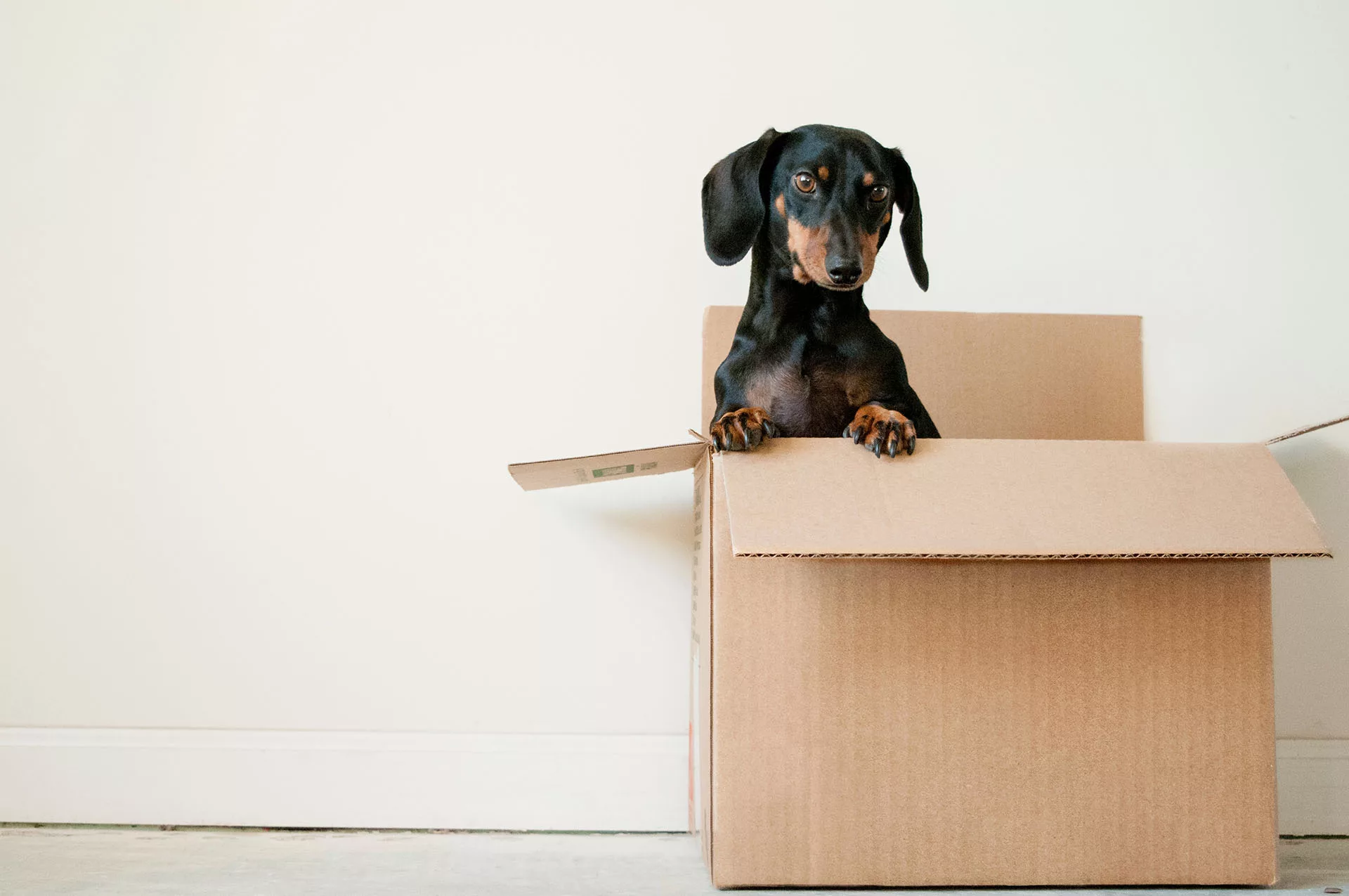 Moving house with pet dog on moving day