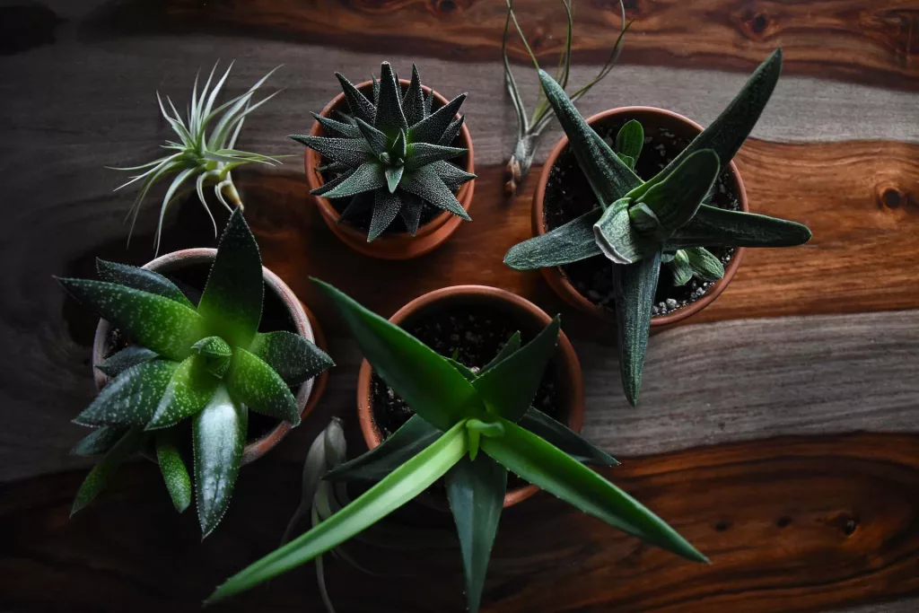 House Plants In Pots at Melbourne