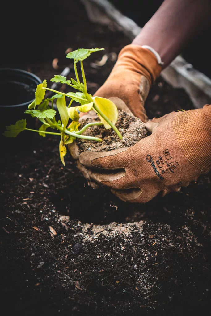 Moving Replanting Plants at Melbourne