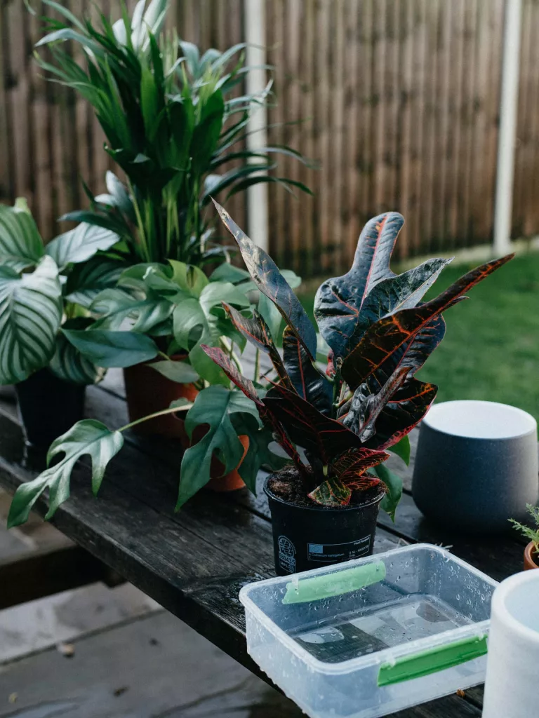 Outdoor Plants In Pots at Melbourne